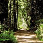The Forest of Nisene Marks State Park