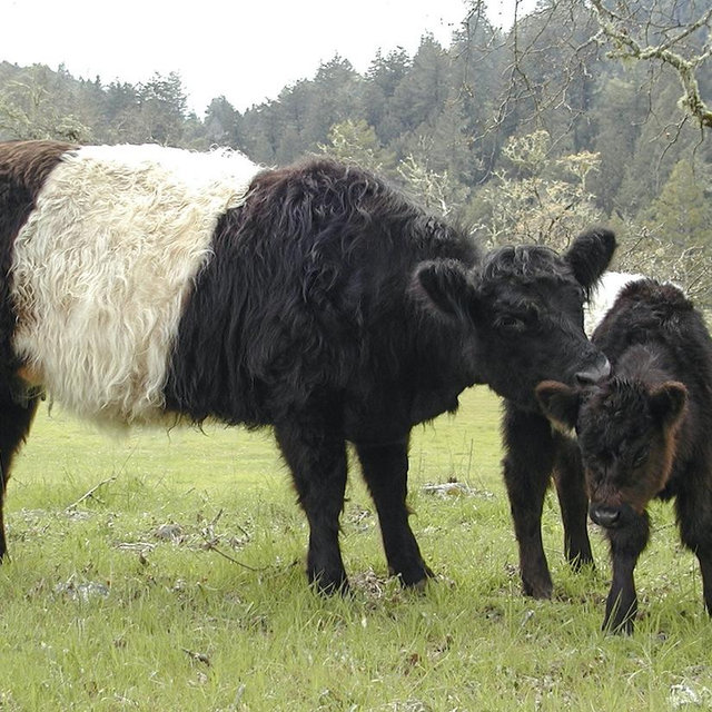 Cow Fund