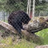 Alaska Wildlife Conservation Center