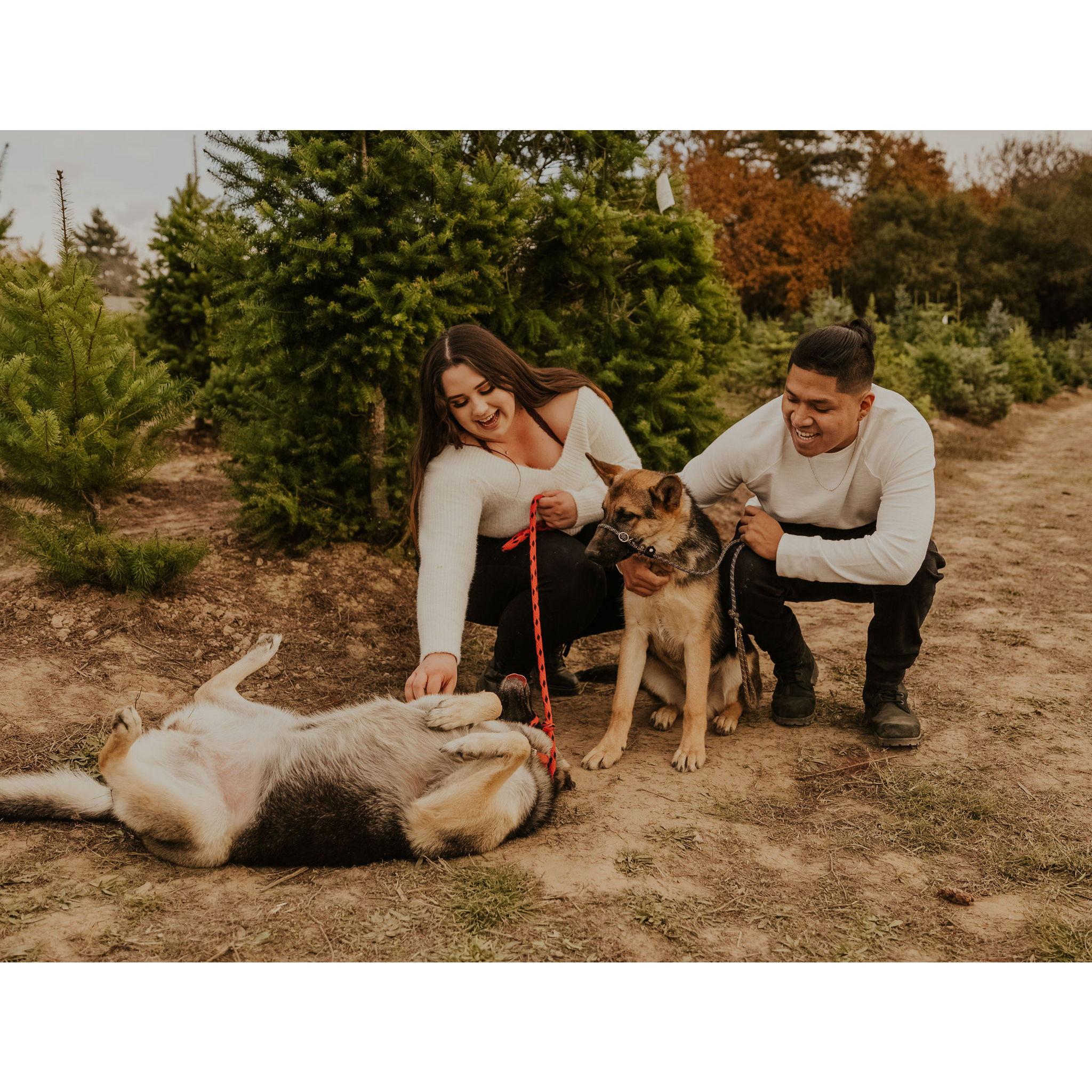 Our Family, Ollie And Denali. Which Expanded to Our Cat Kurt and Bunny Chuy.