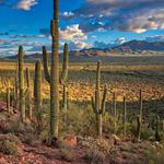 Saguaro National Park