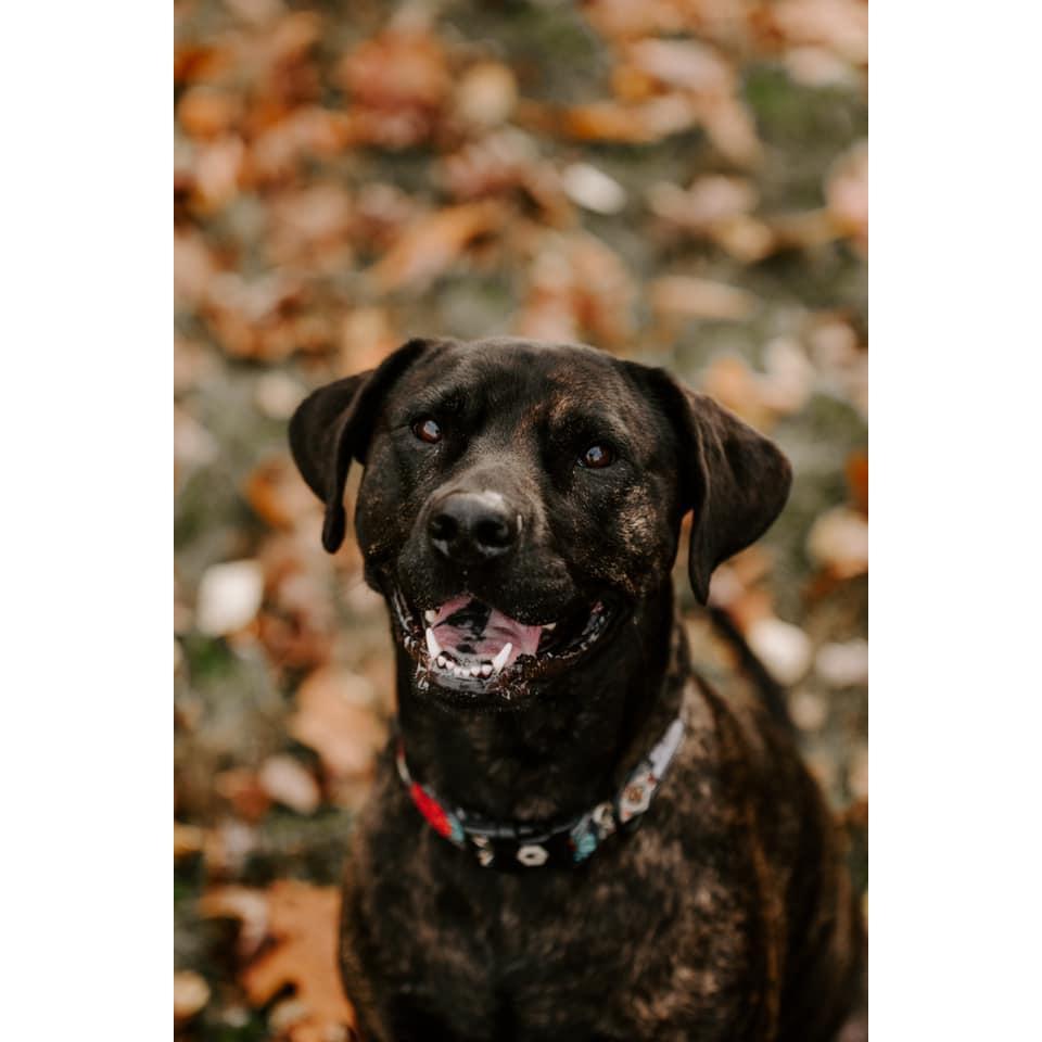 Beautiful Nova!