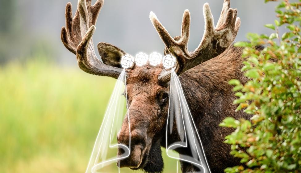 The Wedding Website of Allie Bouranova and Terence McDonald
