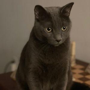 Rascal's Fund (Cat tower and other Rascal needs)