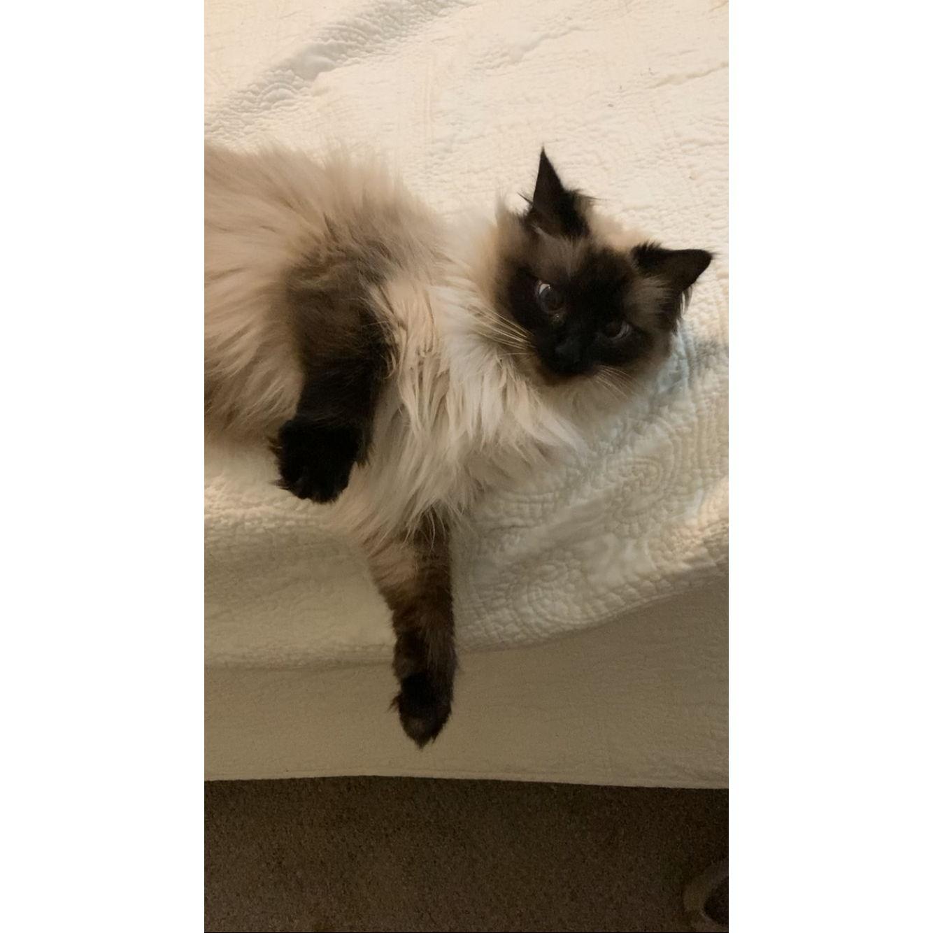 Miso demanding pets