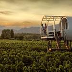 Stay at a Vineyard