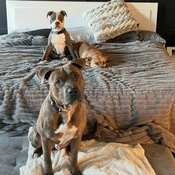 Dog Fund