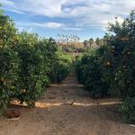 California Citrus State Historic Park