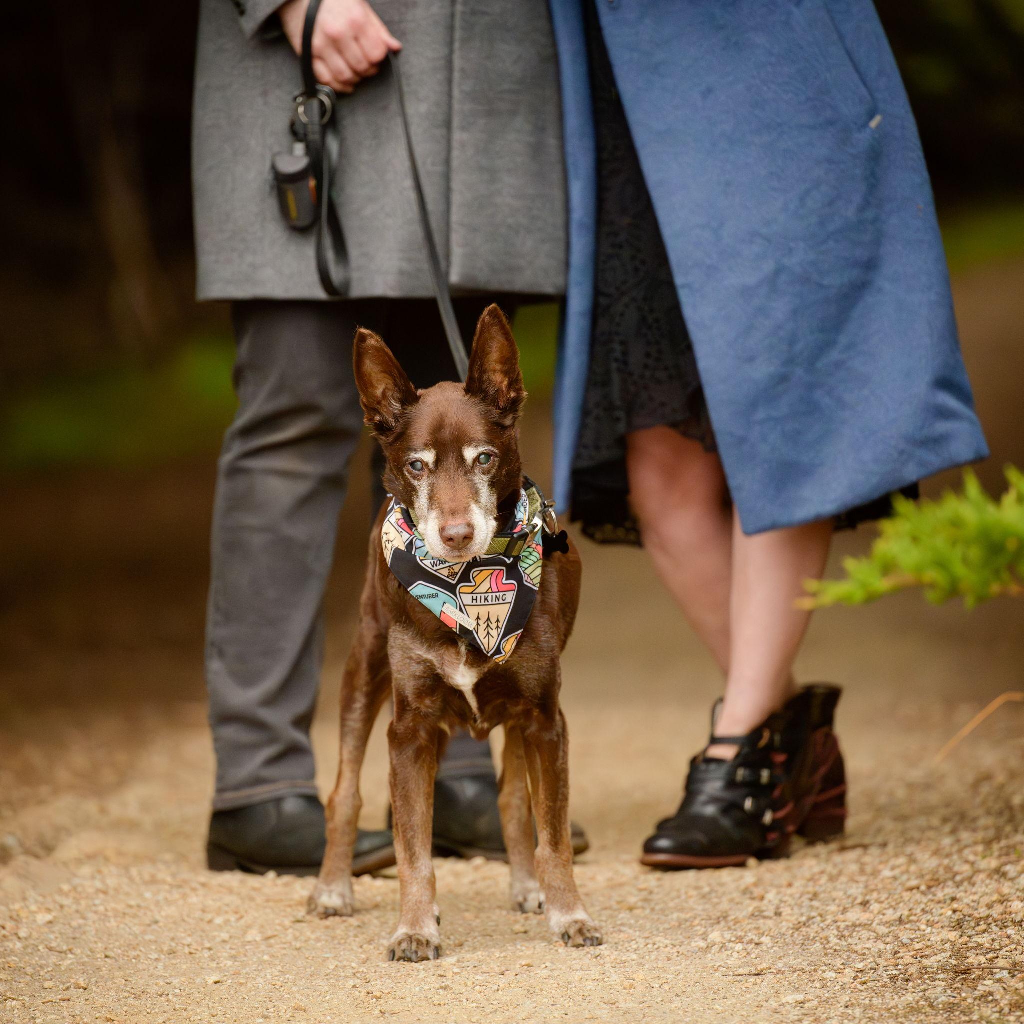 Miles guest stars in the engagement photos