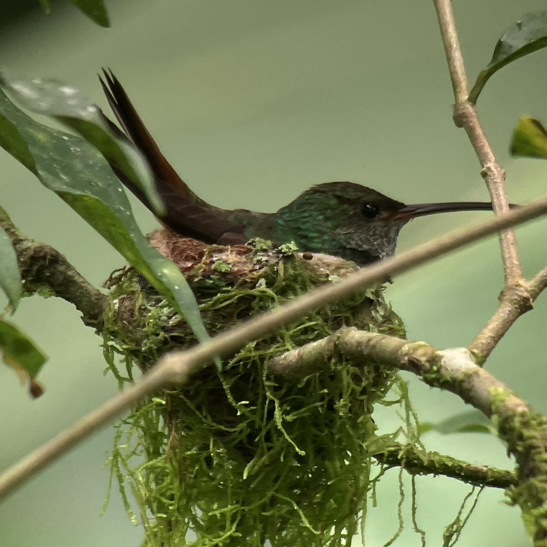 Hummingbird