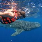 Whale Shark Tours Mexico