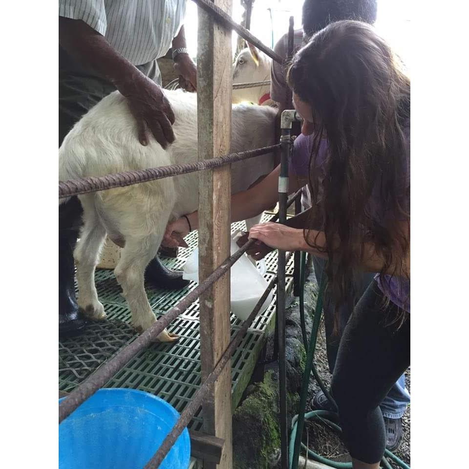 Milking that goat