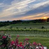 Round Peak Vineyards