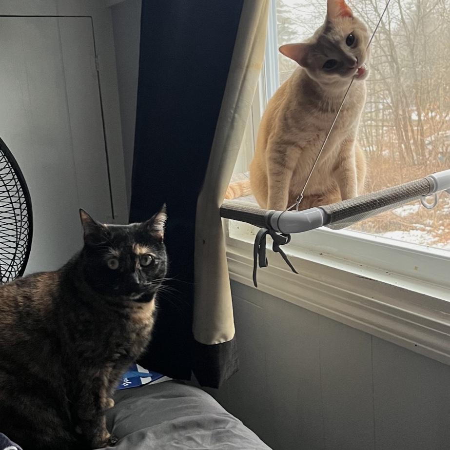 Our fur babies ♥️