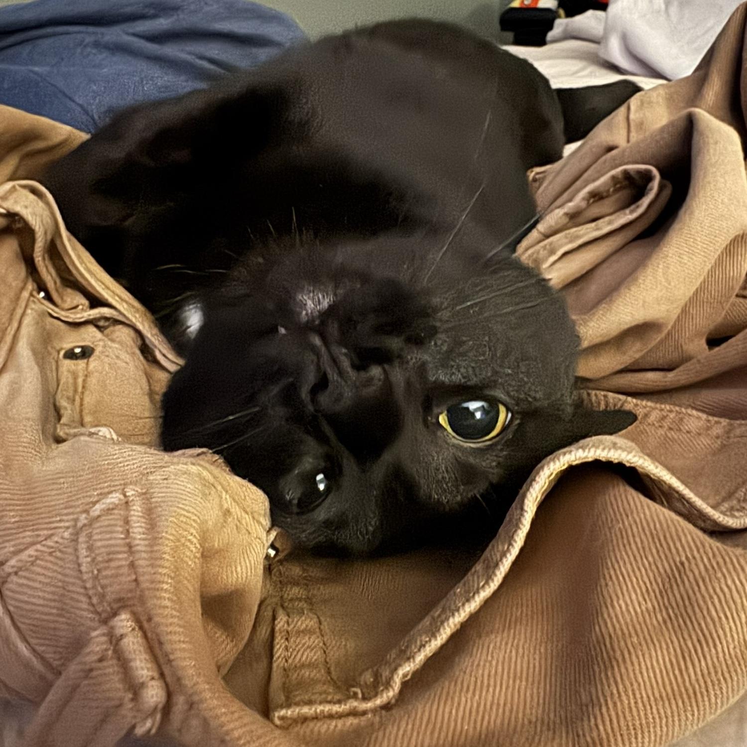 Ebi who loves to lay on piles of clothes