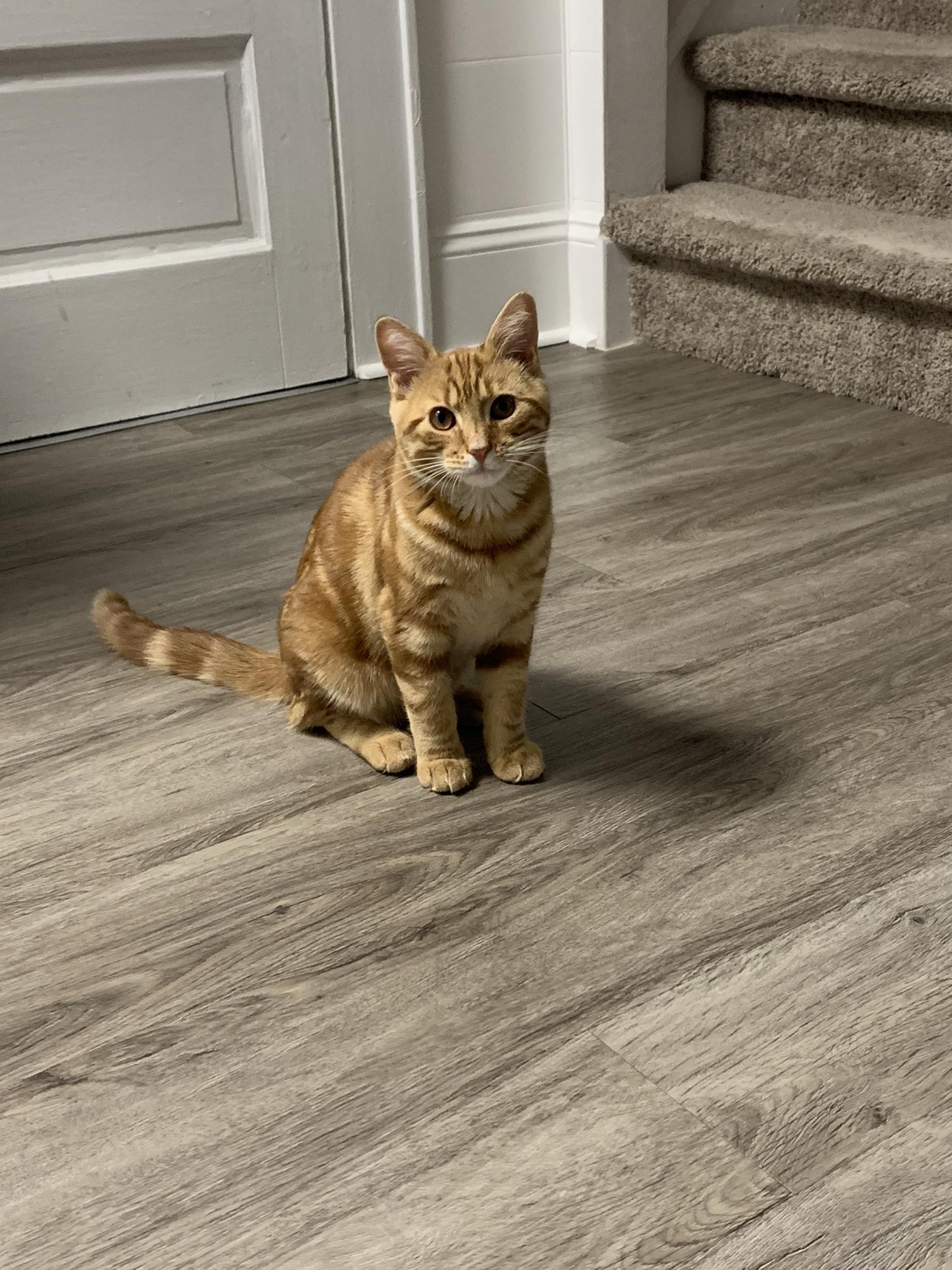 Meeko