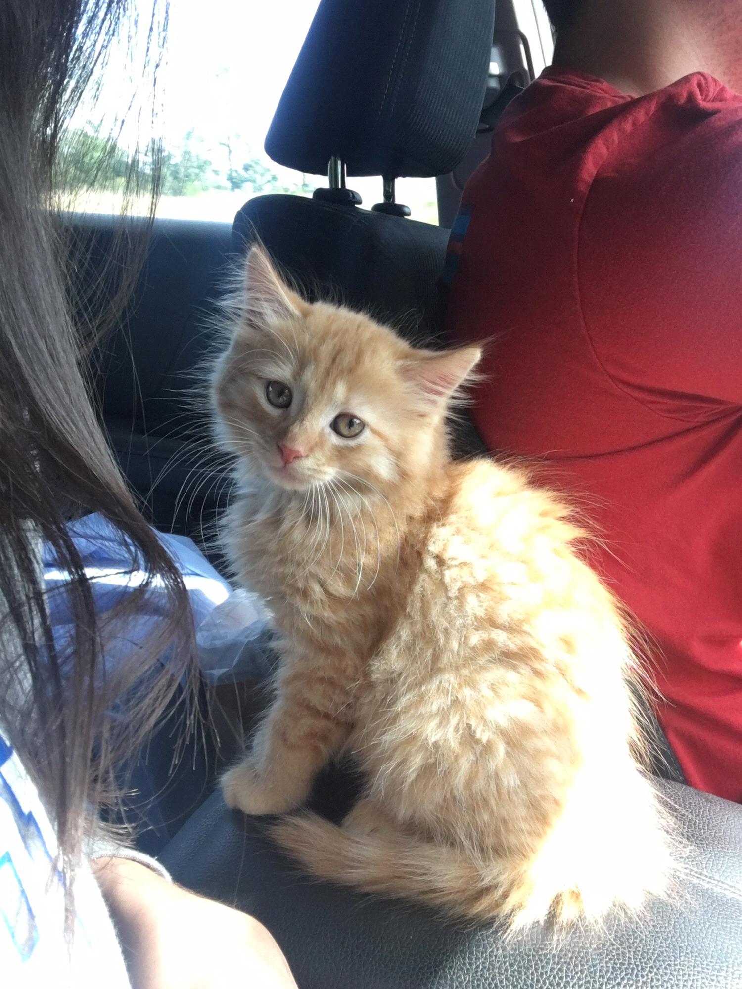 Baby Nigel enters the chat