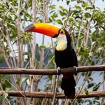 National Aviary