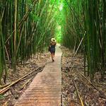 Pipiwai Trail