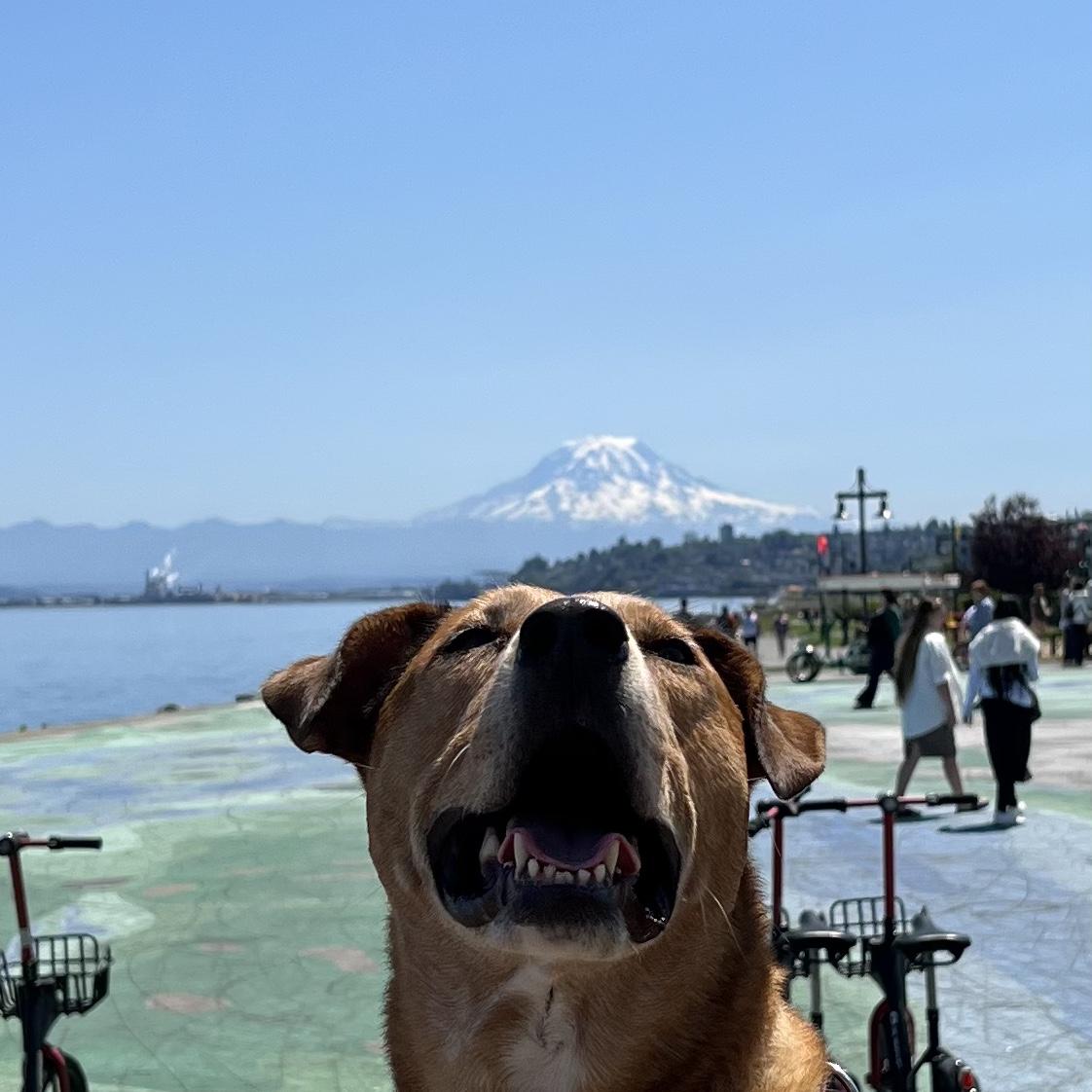 Stellie’s first walk along the waterfront in Ruston Way