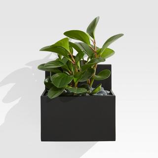 Pocket Wall Planter