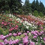 International Rose Test Garden