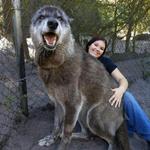 Shy Wolf Sanctuary Education & Experience Center