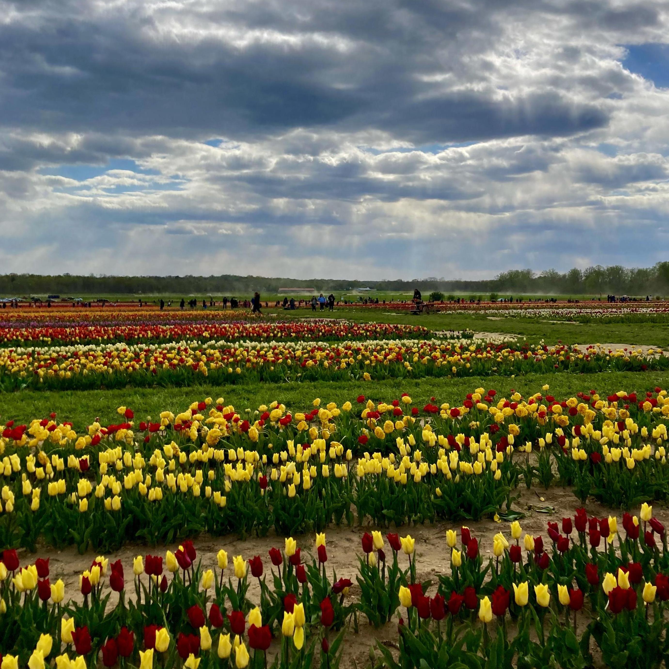 Date: April 22, 2021
Days Dating: #1,067
Location: Holland Ridge Farms, NJ
We went to the Farm's "U-Pick Tulips" event and left with dozens of great pictures and dozens of lovely blooms.
