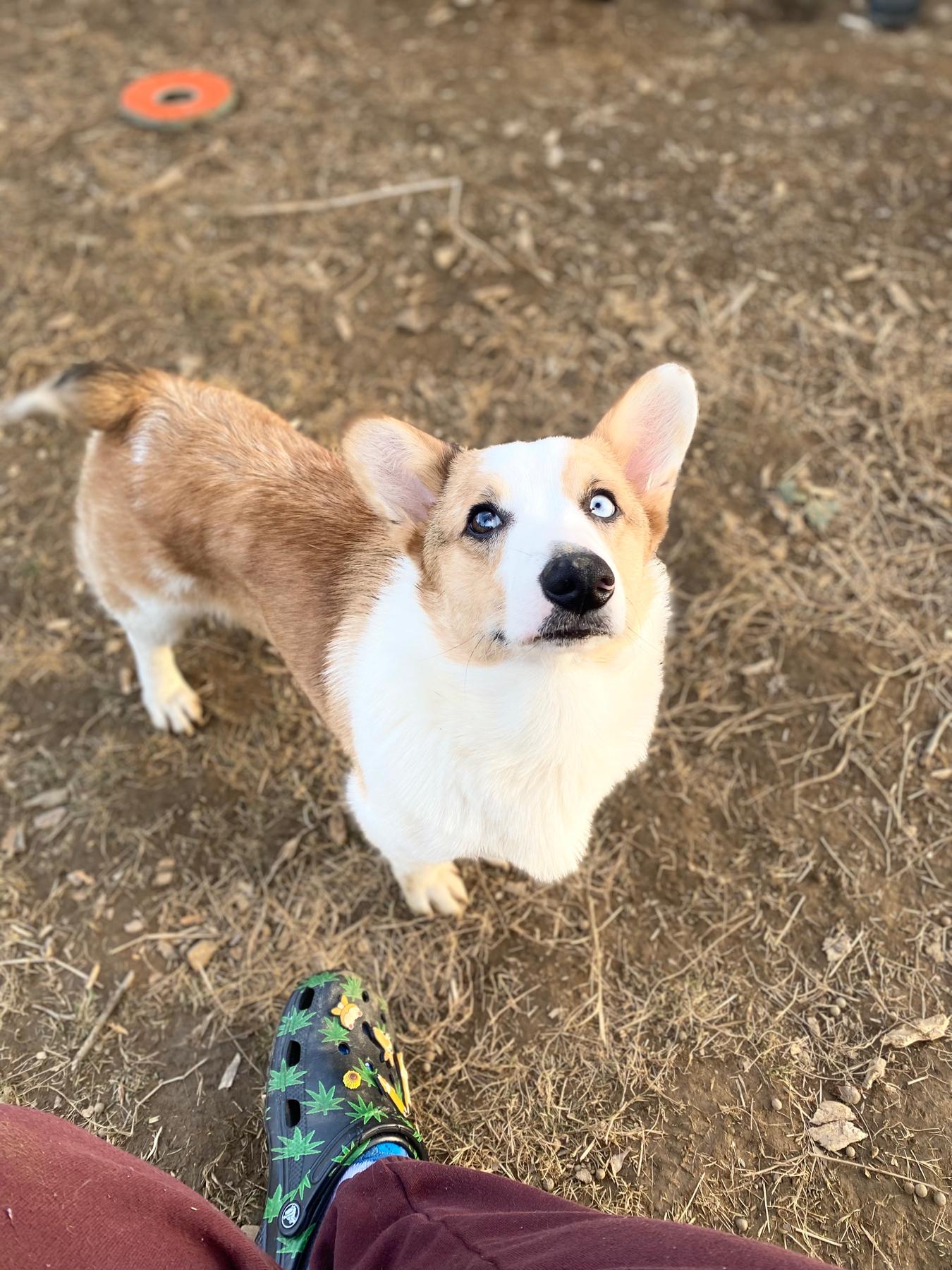 🐶💙Yeti💙🐶
(Our Youngest Baby)