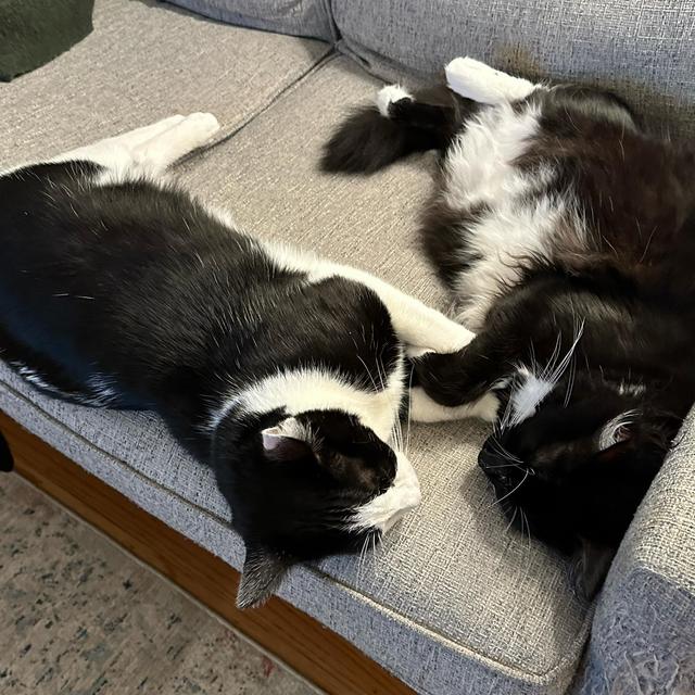 Honeymoon Cat Sitter