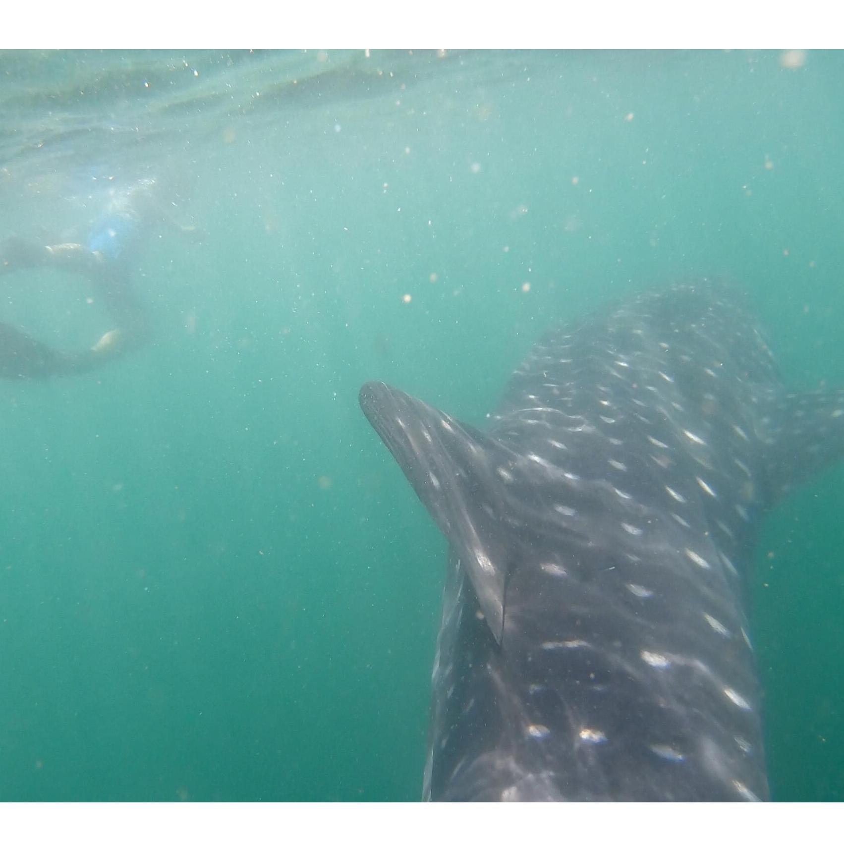 Our first swim with a whale shark together!