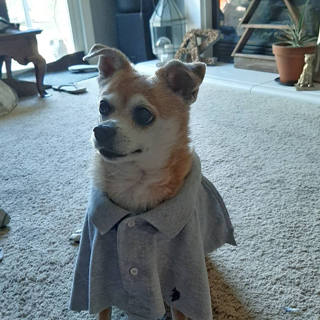 Oatmeal ready to work from home 2020