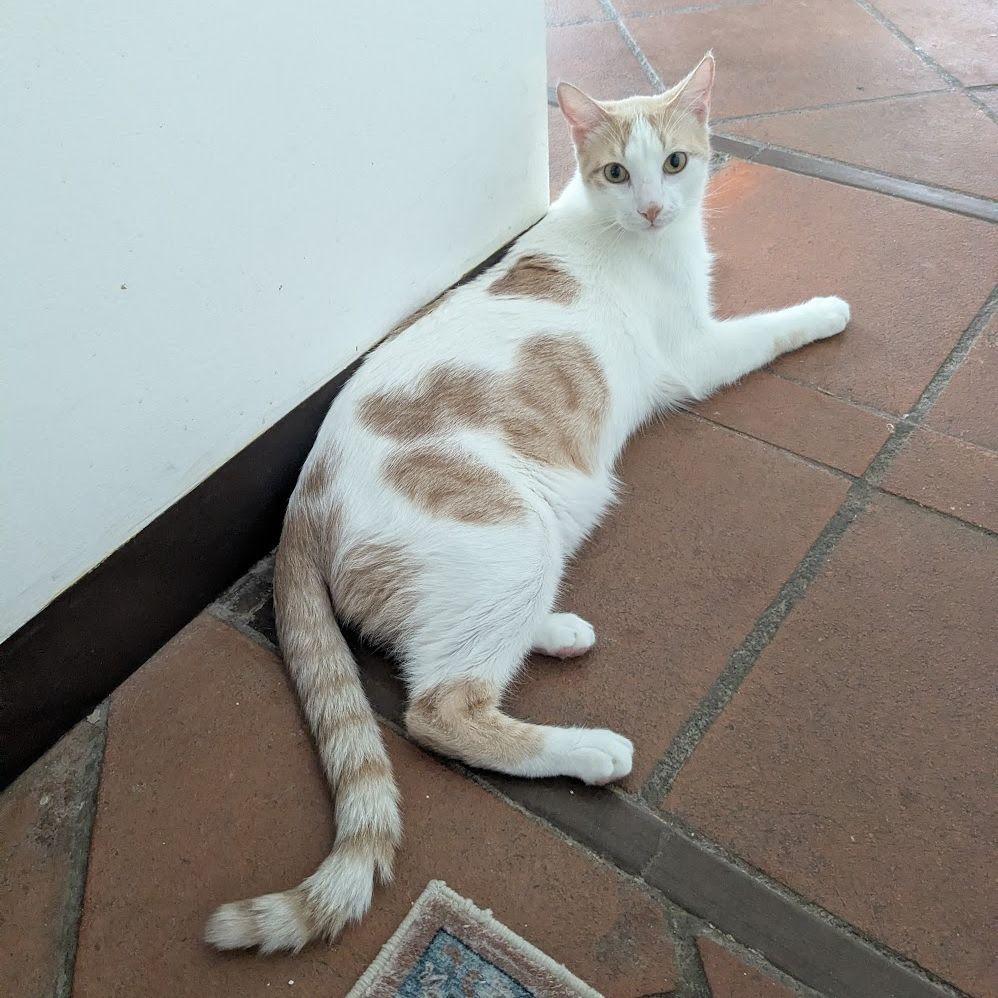 Vinnie (Kloof) lounges