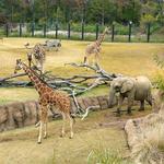 Dallas Zoo