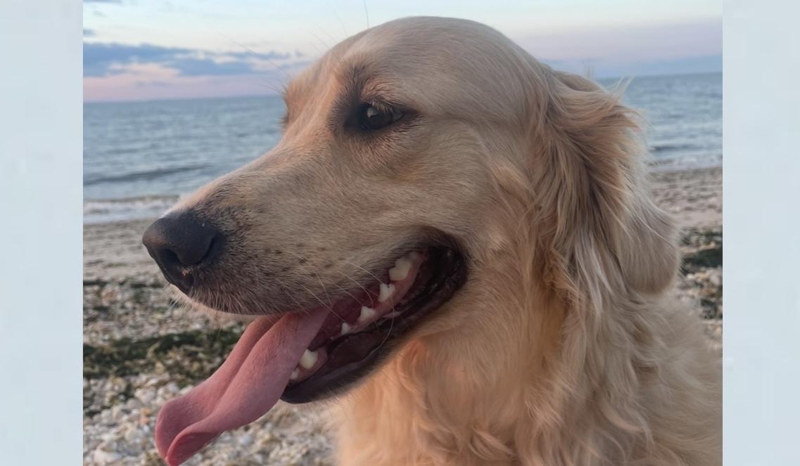 The Wedding Website of Anthony Perillo and Angela Fay