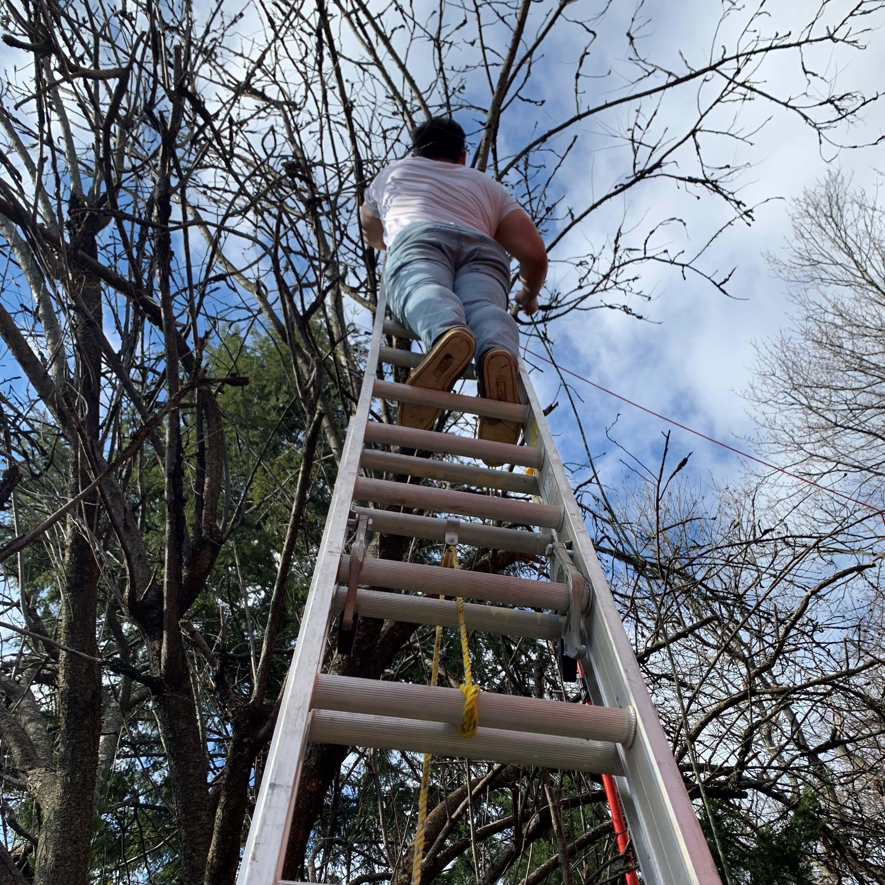 Jeffy cut tree.