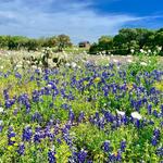 Willow City Loop Bluebonnets