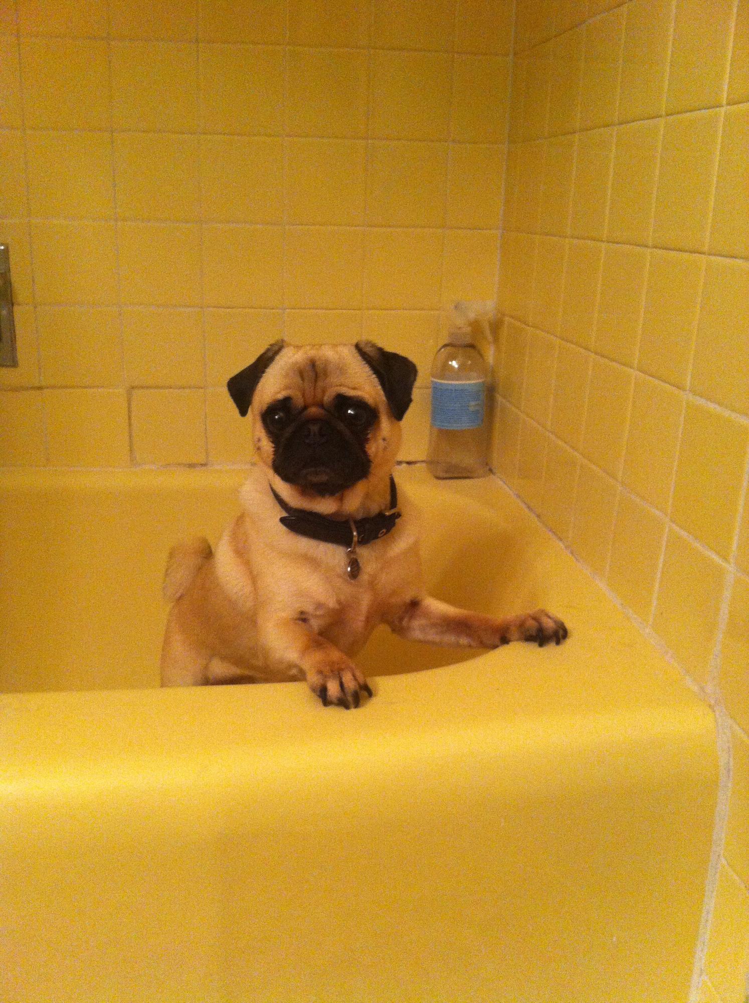A pug in the tub.