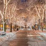 Strolling Down Commonwealth Avenue