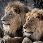 Cheyenne Mountain Zoo