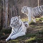 National Tiger Sanctuary