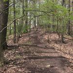 Crescent Trail Orange