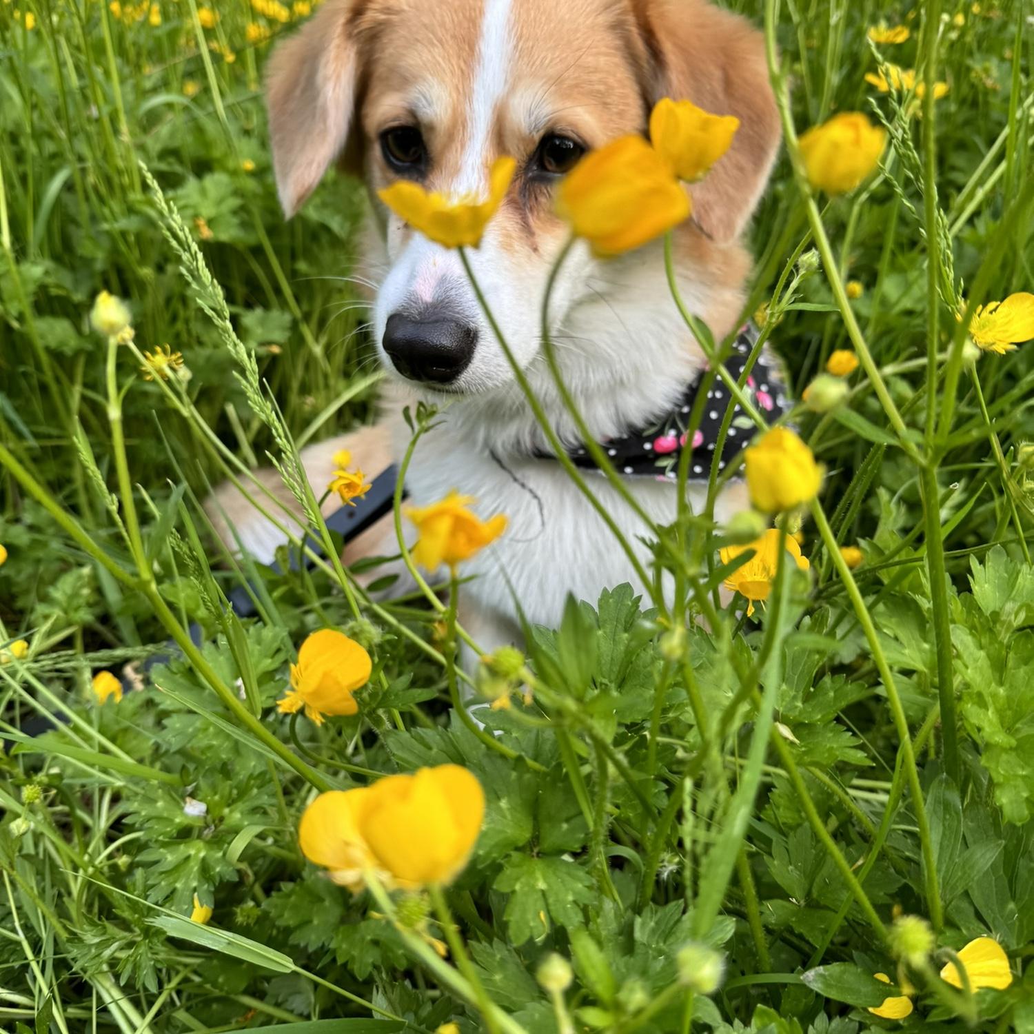 Pepper, one of the flower corgs
