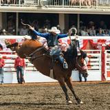 Calgary Stampede Rodeo