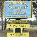Charleston Tea Plantation