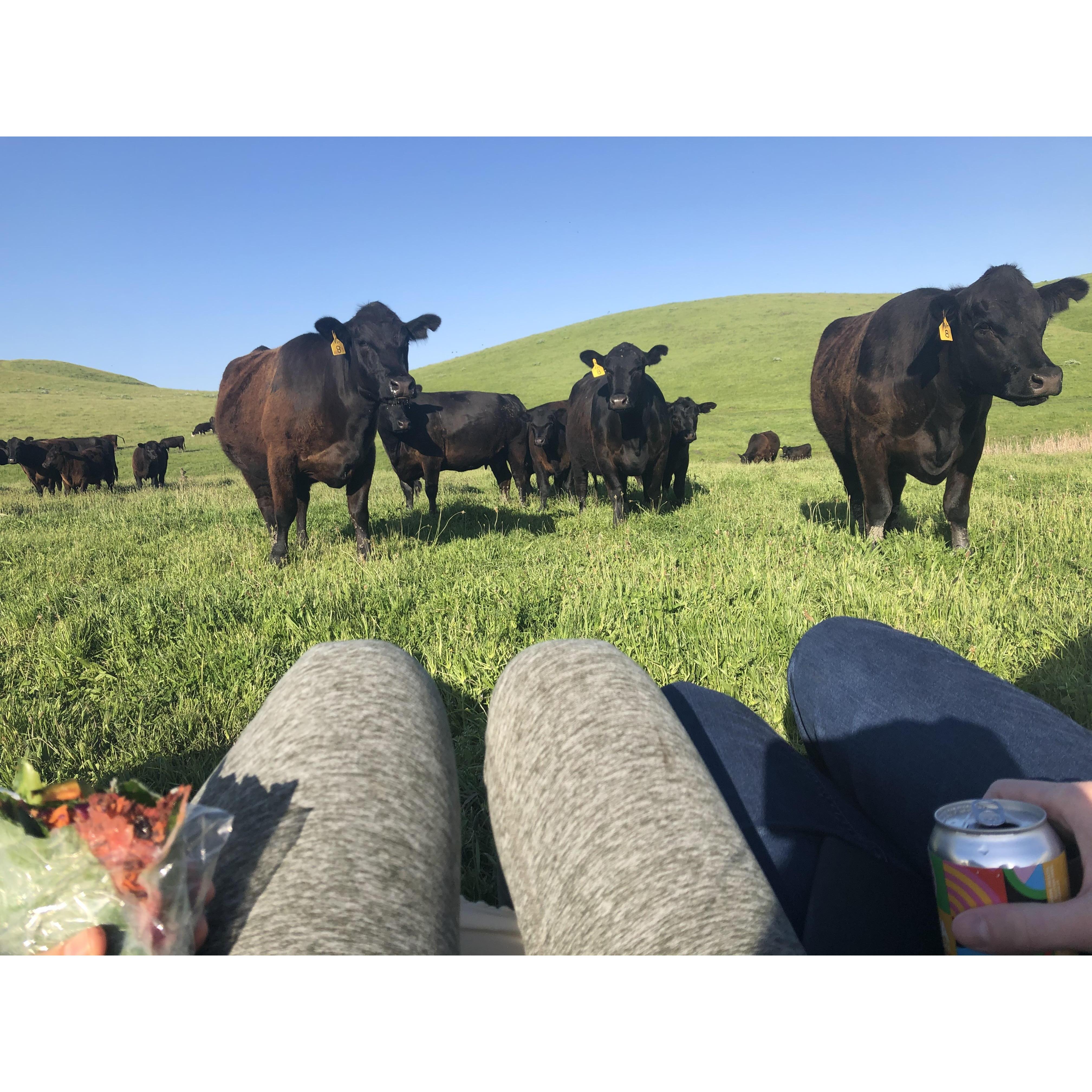 Mooooooooo-ve your hammock, please!