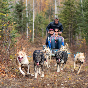 Sled Dog Excursion in Juneau, AK