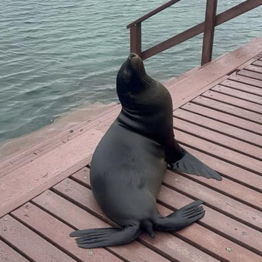 The Galapagos Islands - One of the many friendly sea lions