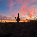 Desert Botanical Garden