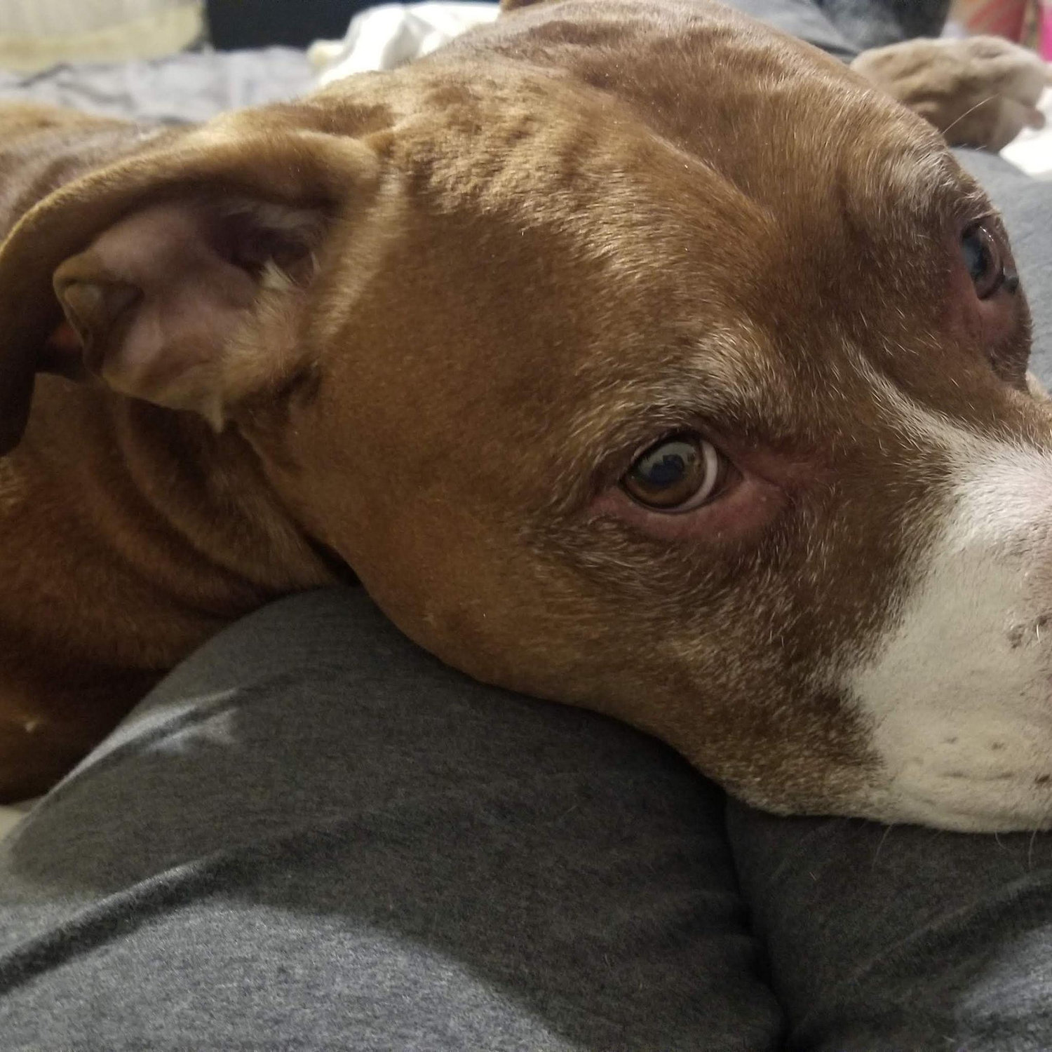 Doggy Love